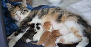 He owns a cat named bianca. These Four Mother Cats Were Left Behind When Their Kittens Were Adopted Bored Panda
