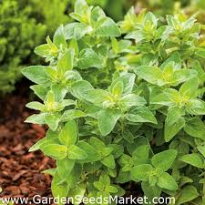 But did you understand that it can likewise be transformed into an organic oil. Oregano Seeds Origanum Vulgare 750 Seeds Garden Seeds Market Free Shipping