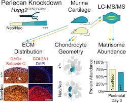Your task is not only to raise the banks but will not have time to make a repeated shot. Perlecan Knockdown Significantly Alters Extracellular Matrix Composition And Organization During Cartilage Development Molecular Cellular Proteomics