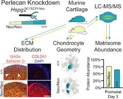 Hi, there you can download apk file can knockdown for android free, apk file version is 1.31 to download to your. Perlecan Knockdown Significantly Alters Extracellular Matrix Composition And Organization During Cartilage Development Molecular Cellular Proteomics