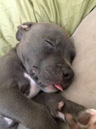 My 7 Week Old Blue Nose Pitbull Likes To Sleep With His Tongue Out Cute Baby Animals Baby Animals Cute Animals