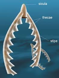 Image result for Dignathia gracilis