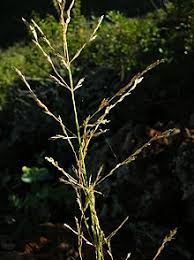 Image result for Eragrostis macrochlamys