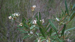 Image result for Grevillea linearifolia