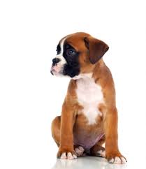 Begin by rewarding behaviors you like seeing and want him to continue as he ages. Are Boxers Easy To Train Embora Pets