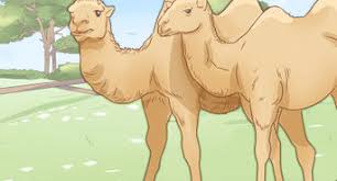 Is their skin in good condition, with no wear spots under harnesses, saddles. How To Dress To Get On A Camel 8 Steps With Pictures Wikihow
