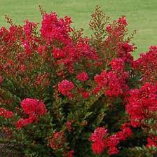 Cherry Dazzle Dwarf Crapemyrtle Finegardening Shrubs For Landscaping Deer Resistant Plants Deer Resistant Garden