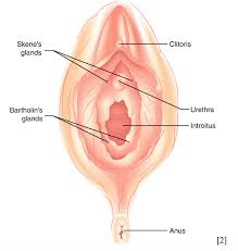 Image result for Bartholin's gland abscess