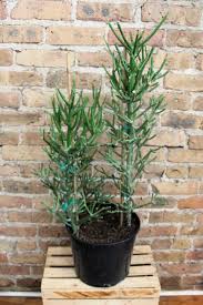 Image result for Euphorbia tirucalli