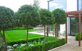 Standard Bay Trees Front Gardens Garden Design Bay Tree