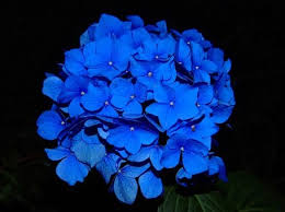 Blue roses especially were assumed to be a dream that cannot be realised. 40 Types Of Blue Flowers With Pictures Flower Glossary