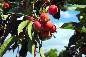 Traditional apple trees produce fruits that are larger than 2 (5 cm) in diameter. Colorado Crabapple Crabapple Tree Nature Fruit Red Twigs Branch Plant Colorado Aesthetic Pikist