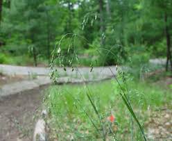 Image result for Poa schimperiana