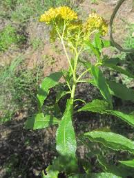 Image result for Psiadia punctulata