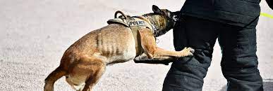 K-9 | Gilbert, Arizona