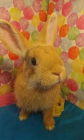 Rabbit cages, hamster and guinea pig cages small pet cages, habitats and hutches provide a comfortable, safe space for hamsters, rabbits, guinea pigs and other small animals. Adopt A Pet Petsmart Charities