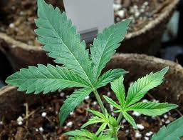 Any voter registered in boston can vote at any early voting location. Marijuana Stores Unlikely To Open Until Late October Or November The Boston Globe