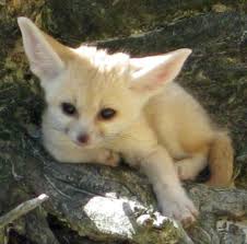 Zooborns Zooborns Cute Animals Baby Animals