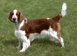 Image result for americký vodní španěl