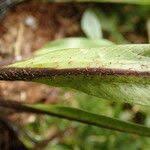 Image result for Asplenium africanum