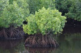 The project site is located adjacent to another project involved in aquaculture development by yayasan sabah through its joint venture partner, sunlight inno seafood sdn bhd. Communities Struggle To Save Sabah S Shrinking Mangroves News Eco Business Asia Pacific