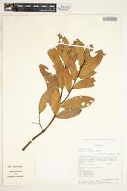 Image result for Peddiea fischeri