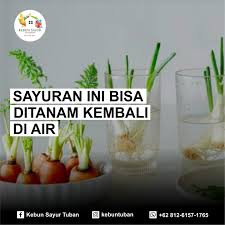 Kebun sayur telt 4070 inwoners (volkstelling 2010). Kebun Sayur Tuban Photos Facebook