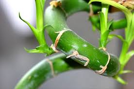 J'ai acheté en 2005 un lucky bambou qui s'est vite épanoui, dans un simple vase avec de l'eau. Lucky Bambou Dracaena Sanderiana Entretien Et Culture