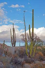 Se trata del más grande santuario de cactus del mundo está en la paz, méxico. Cactus And Boojum Tree Baja California Baja California Style Baja California Norte