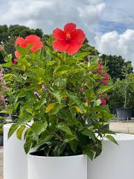 Image result for Hibiscus noldeae