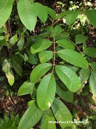 Image result for Canarium