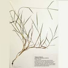 Image result for Digitaria bidactyla
