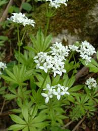 Image result for Galium stenophyllum