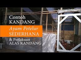 Berikut kami sajikan contoh kandang ayam petelur sederhana dan cara mengkondisikan alas kandang agar subur dan sehat.semoga bermanfaat dan mohon maaf atas. Contoh Kandang Ayam Petelur Rumahan Dan Cara Agar Alas Kandang Sehat Youtube