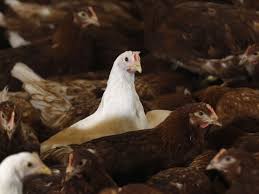 « grippe aviaire » désigne les différentes formes de la maladie causée par le virus de la grippe qui infecte les oiseaux sauvages et les oiseaux domestiques. La Grippe Aviaire Detectee Dans Les Yvelines Apres La Corse Challenges
