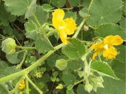 Image result for Abutilon indicum