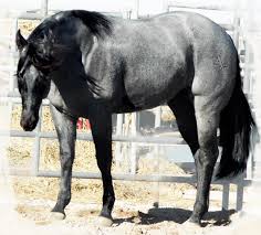 Buckskin horses have a coat color of tan or gold with a black mane, tail, and lower legs. Black Hawk Blue Roan Stallion 100 Roan Color Producer