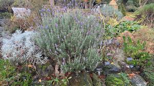 Image result for Lavandula dentata