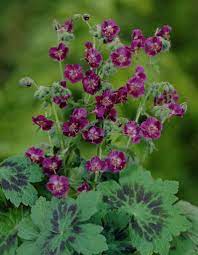 Check spelling or type a new query. Geranium Phaeum Samobor Black Willow Cranesbill Plants Geranium Phaeum Flowers Perennials