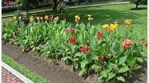 Pada tabel 2.1 diuraikan komposisi kandungan zat gizi yang terkandung tiap 100g pada daun tanaman bayam, yaitu : 10 Tanaman Hias Outdoor Yang Cantik Tahan Panas Hujan