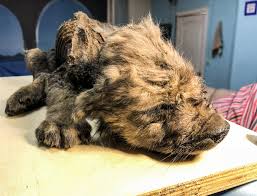 Was This 18 000 Year Old Siberian Puppy A Dog Or A Wolf The New York Times