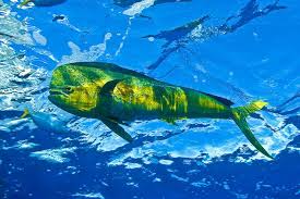 Dolphinfish Brazil By Guy Marcovaldi Aka Mahi Mahi Ocean Creatures Salt Water Fishing Ocean Fishing