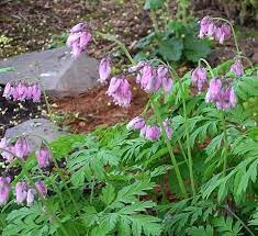 Dicentra Formosa I Don T Have These Native Bleeding Hearts In My Yard But I Have Loved Them Since I Was A Kid They Native Plants Plant Identification Plants