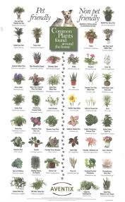These plants produce a wild amount of blooms for a prolonged period and then go dormant. Pet Safe Housplants You Can Grow Worry Free The Whoot
