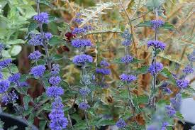 Image result for Caryopteris odorata