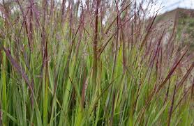 Image result for Panicum pusillum