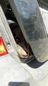 Viele menschen träumen den traum von einem haustier. Jagdhundewesen