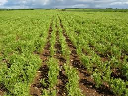 C'est avec grand plaisir que nous recevons vos. Lentille Verte Du Puy