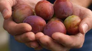 The seeds of trees such as hazel and oak were brought here by birds and animals, across the landbridges from britain and the rest of europe. The Best Fruit Trees For A Small Garden