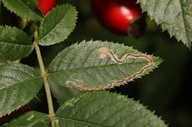 Image result for Stigmella anomalella
